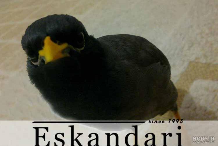 عکس کبوتر مینا سیاه