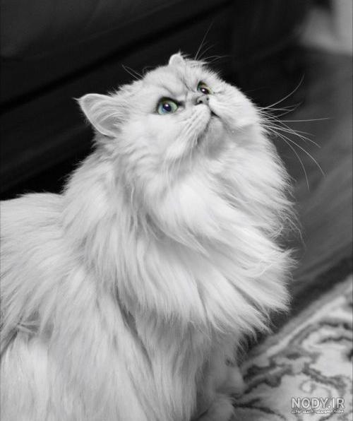 عکس گربه پرشین فلت عکس گربه پرشین فلت