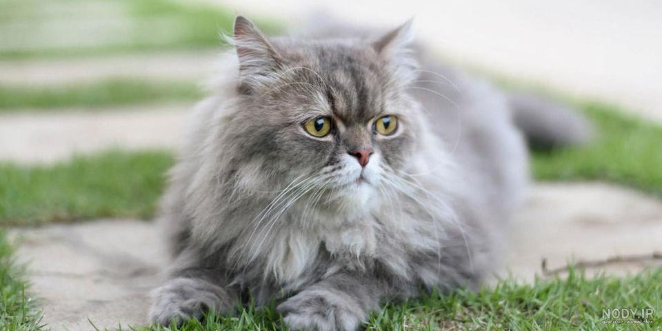 عکس گربه پرشین مشکی عکس گربه پرشین مشکی