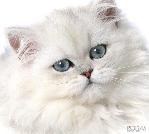عکس گربه ی پرشین کت عکس گربه ی پرشین کت