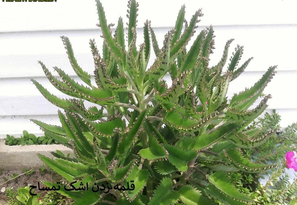 عکس گل اشک زلیخا