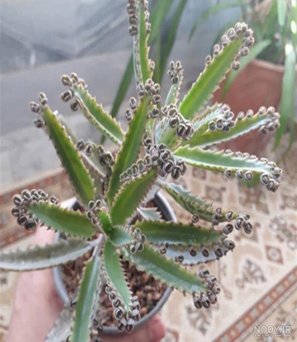 عکس گل اشک عروس