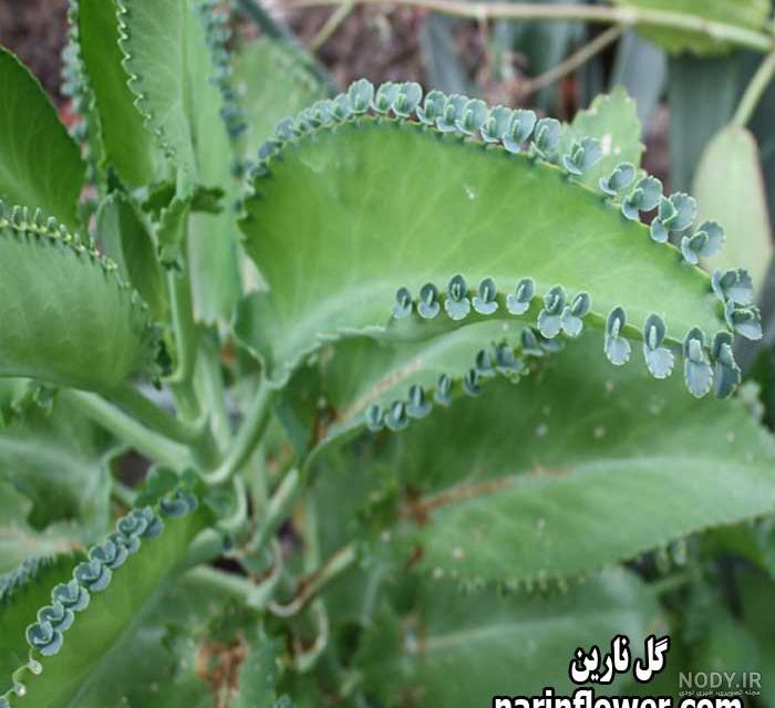 عکس گل اشک فرشته