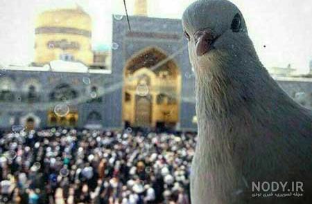 متن در مورد امام رضا دلتنگی
