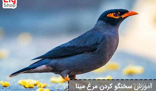 مرغ مینا سخنگو