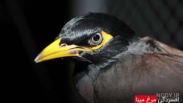 مرغ مینا سخنگو
