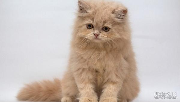 نژاد گربه سیاه نژاد گربه سیاه