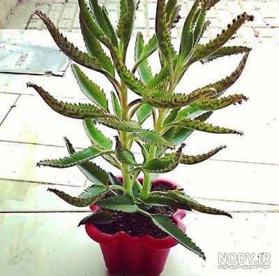 پژمرده شدن گل اشک تمساح