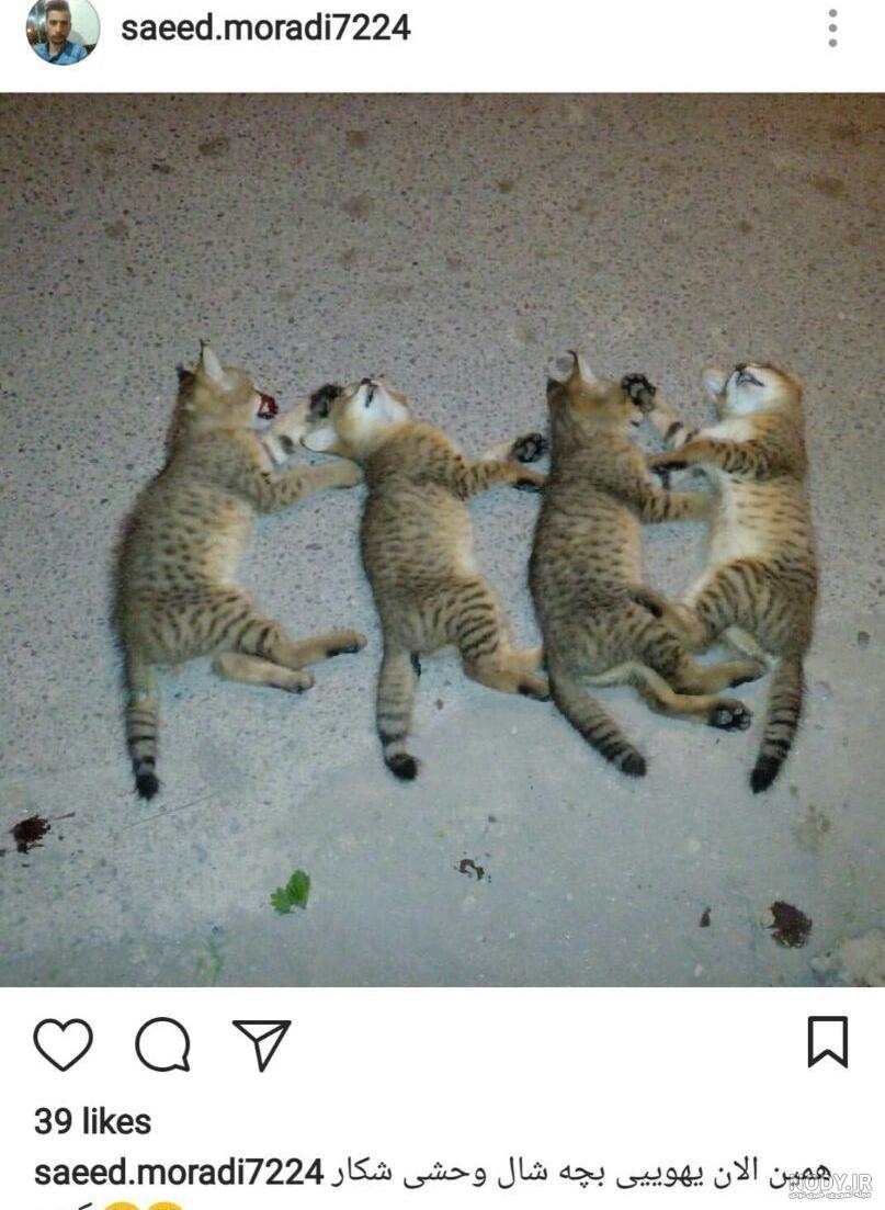 گربه شنی چیست