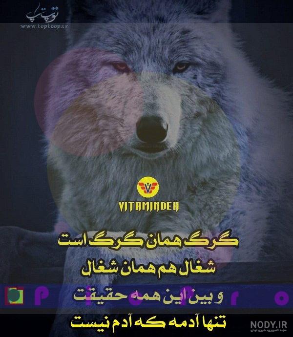 گرگ انسان نما در یزد گرگ انسان نما در یزد