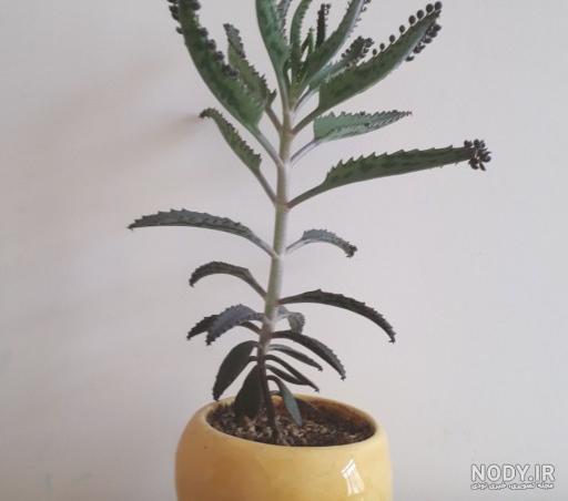 گل اشک تمساح سمی است