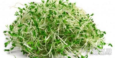 جوانه یونجه برای چاقی نی نی سایت