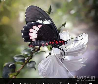 شعر نوشته غمگین شعر نوشته غمگین