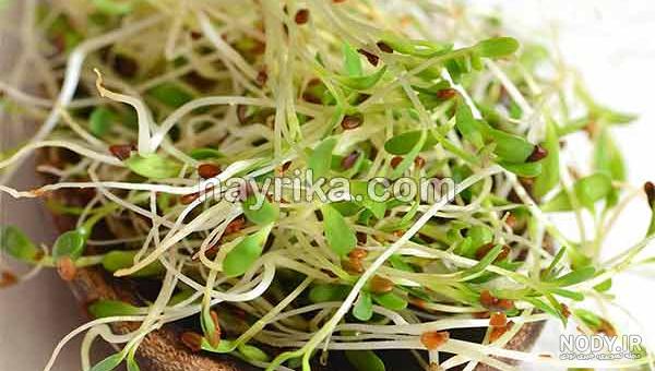 عرق یونجه برای چاقی