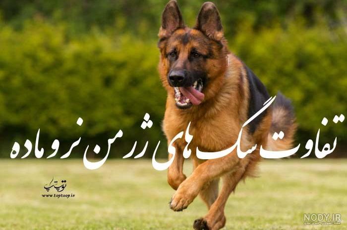 عکس توله سگ ژرمن سفید عکس توله سگ ژرمن سفید