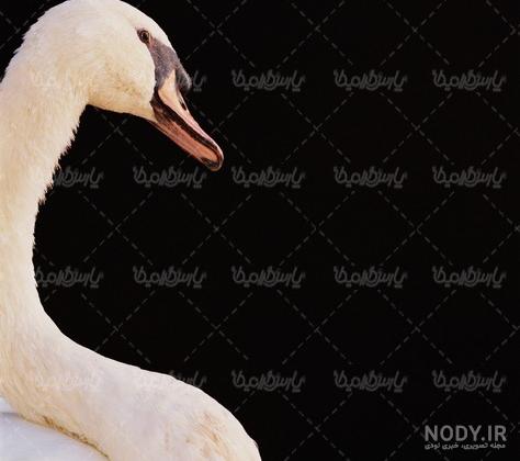 عکس درخت پسته کله قوچی عکس درخت پسته کله قوچی
