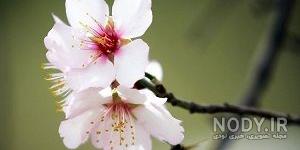 عکس طبیعت زیبا عکس طبیعت زیبا