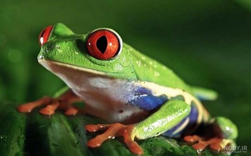 عکس قورباغه