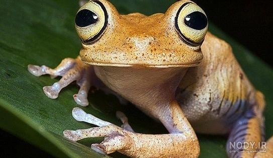 عکس قورباغه عروسکی عکس قورباغه عروسکی