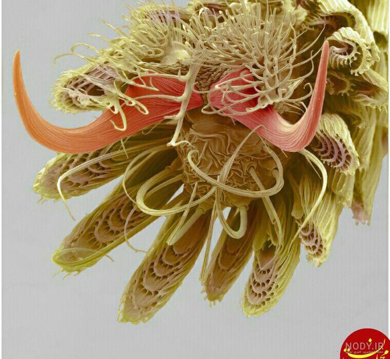 عکس پای پشه عکس پای پشه