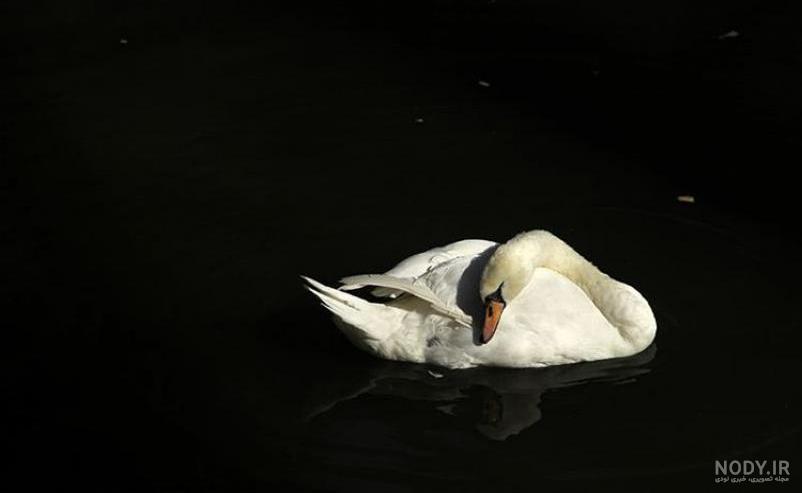 عکس پرندگان عکس پرندگان
