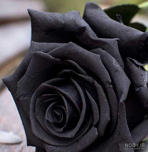 عکس گل رز سیاه
