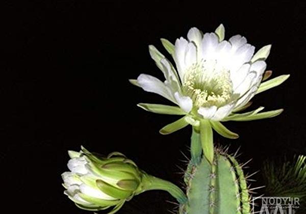عکس گل نی عکس گل نی