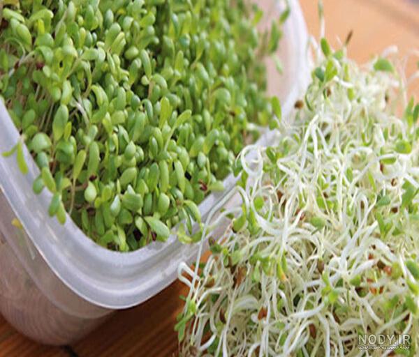 مضرات یونجه برای دام