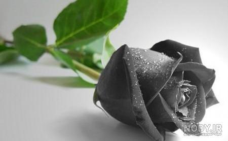 معنی گل رز سیاه در تاتو
