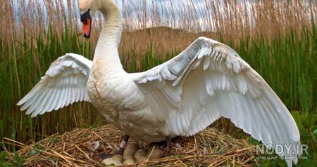 نقاشی قو نقاشی قو