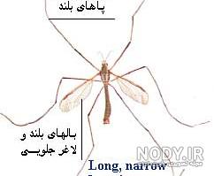 پشه چند چشم و چند قلب دارد پشه چند چشم و چند قلب دارد