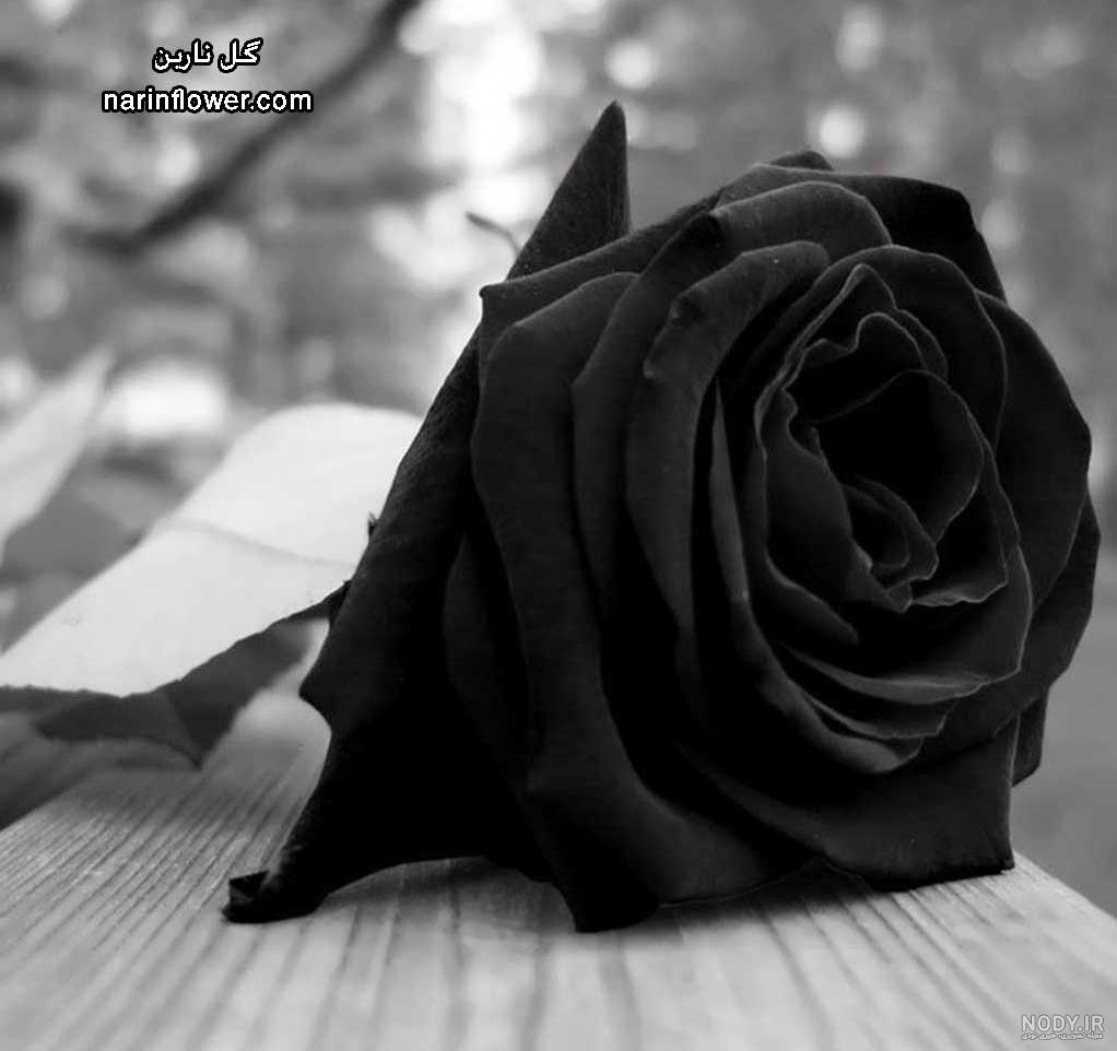 گل سیاه رنگ