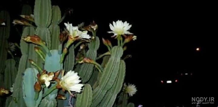 گل ملکه نقره ای گل ملکه نقره ای
