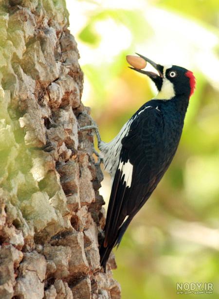  عکس دارکوب برای بک گراند