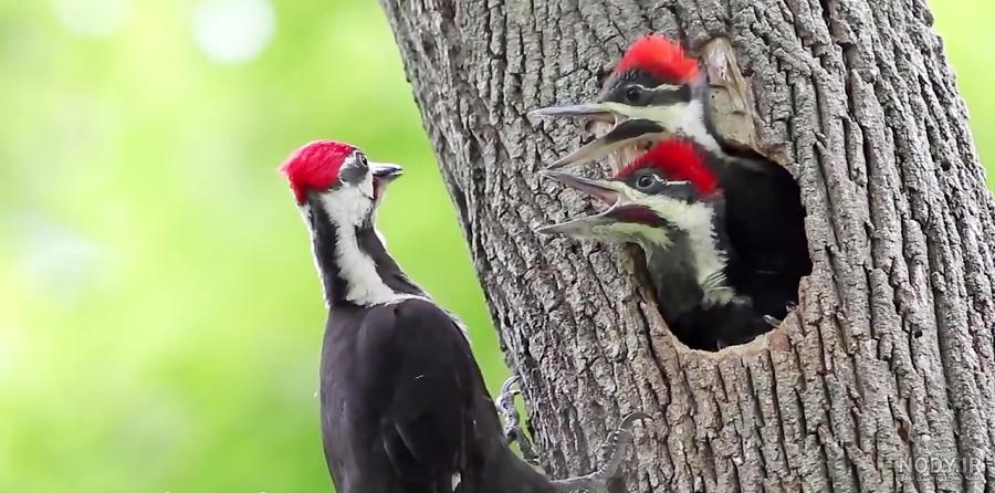  عکس دارکوب برای بک گراند