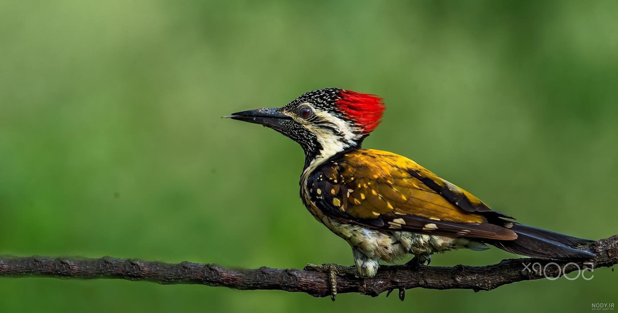  عکس دارکوب برای بک گراند