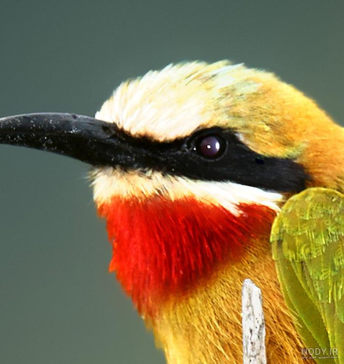 عکس دارکوب برای بک گراند