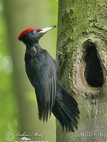  عکس دارکوب برای بک گراند