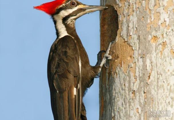  عکس دارکوب برای بک گراند