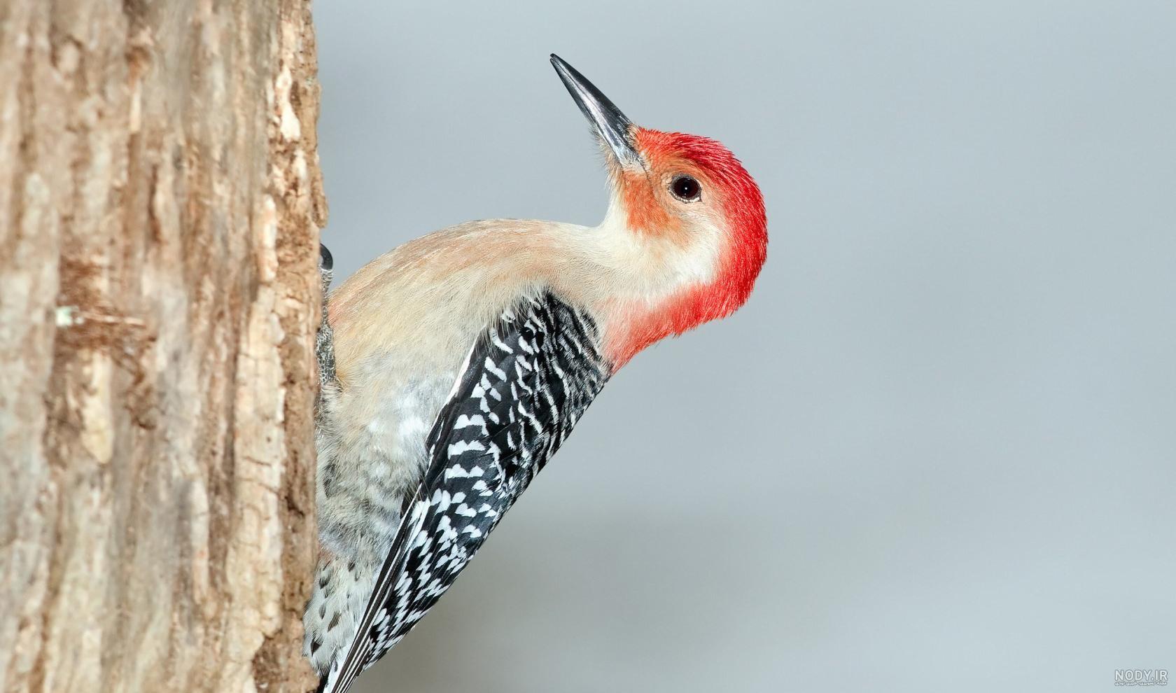  عکس دارکوب برای بک گراند