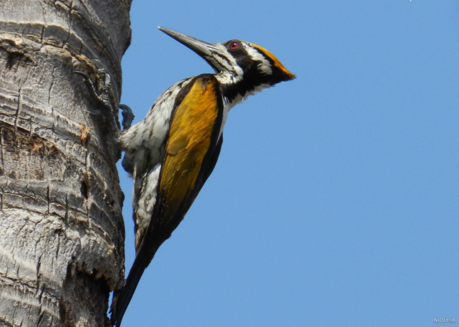  عکس دارکوب برای بک گراند