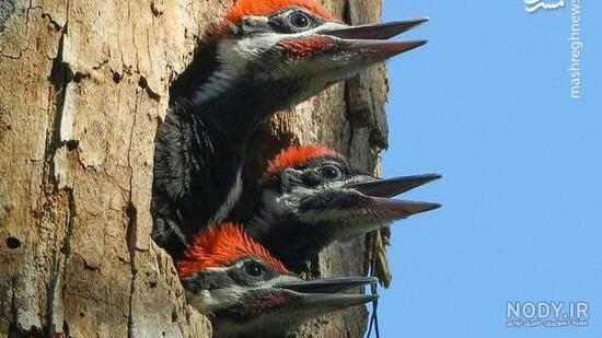  عکس دارکوب برای بک گراند