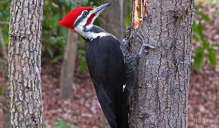  عکس دارکوب برای بک گراند