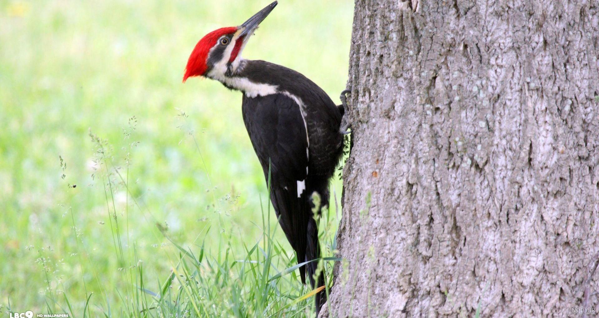  عکس دارکوب برای بک گراند