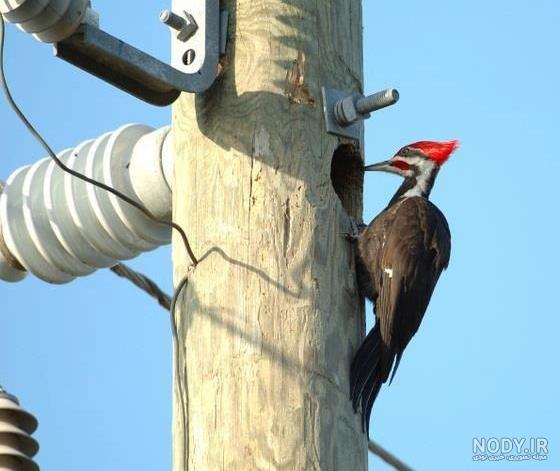  عکس دارکوب برای بک گراند