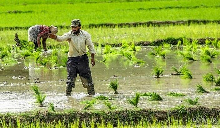 آماده سازی زمین برای کشت برنج آماده سازی زمین برای کشت برنج