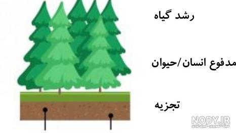 اسامی باکتری های کپسول دار