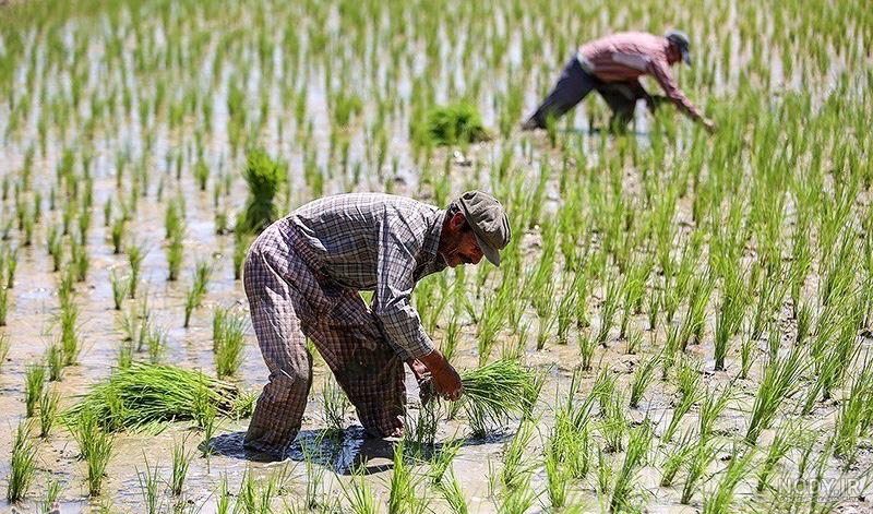 تصاویر کاشت برنج تصاویر کاشت برنج