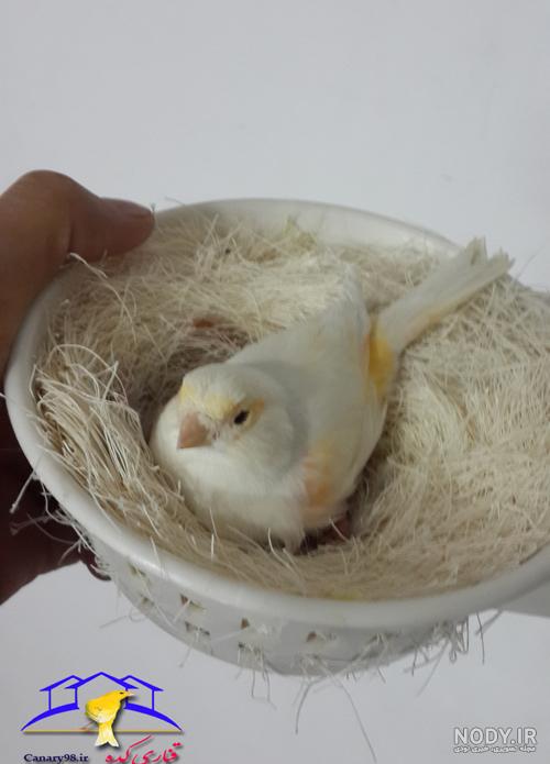 عکس لانه قناری