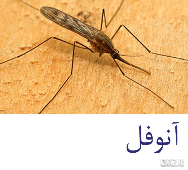 عکس پشه سالک